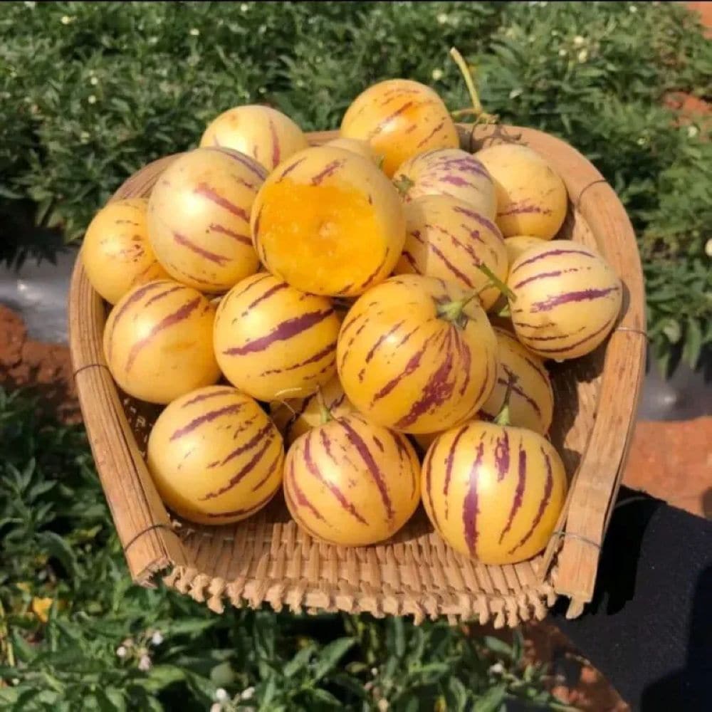 Quả sâm sữa